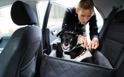 Must-Have Pet Accessories For Your Car